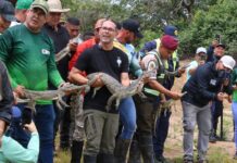 Ministerio de Ecosocialismo liberó 129 caimanes del Orinoco Ministerio de Ecosocialismo liberó 129 caimanes del Orinoco