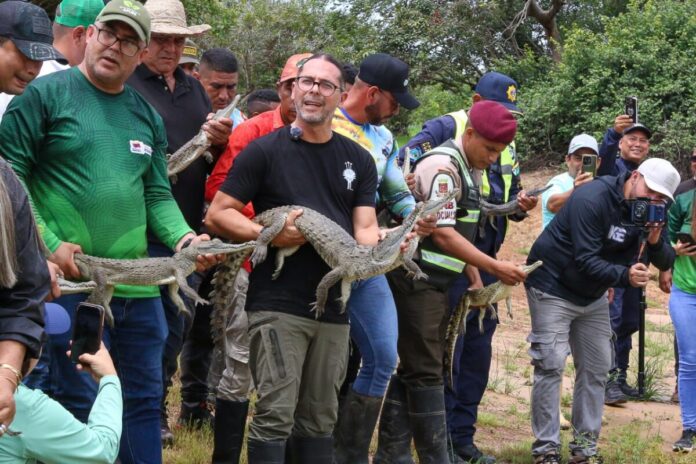 Ministerio de Ecosocialismo liberó 129 caimanes del Orinoco Ministerio de Ecosocialismo liberó 129 caimanes del Orinoco