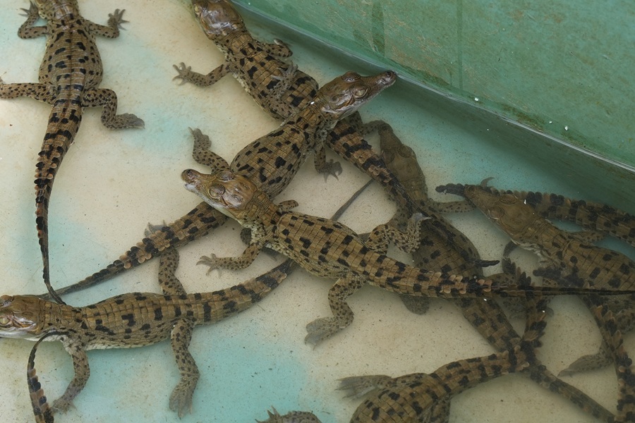ZooAquarium de Valencia dio la bienvenida a 23 ejemplares del Caimán del Orinoco ZooAquarium