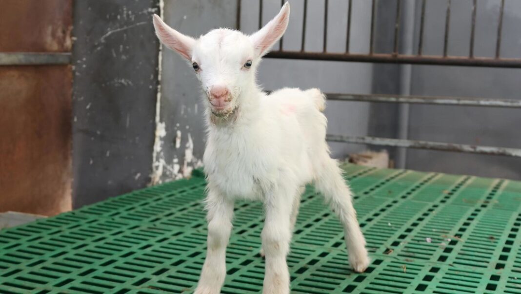 Científicos chinos lograron la clonación masiva de cabras lecheras