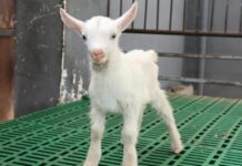 Científicos chinos lograron la clonación masiva de cabras lecheras Científicos chinos lograron la clonación masiva de cabras lecheras