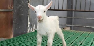 Científicos chinos lograron la clonación masiva de cabras lecheras