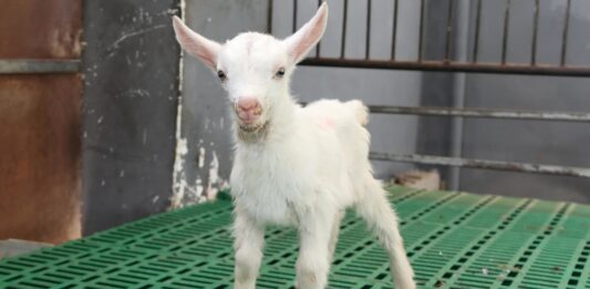 Científicos chinos lograron la clonación masiva de cabras lecheras