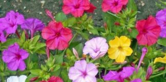 Bella de Noche, Diego de Noche o clavellina-variedad