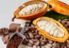Cacao venezolano participa en primera feria “Bean to Bar” en Francia Cacao Venezolano - Bean to Bar