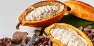 Cacao Venezolano - Bean to Bar