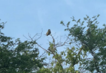 Reportan 159 especies de aves en Venezuela durante el Global Big Day