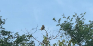 Reportan 159 especies de aves en Venezuela durante el Global Big Day
