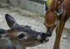 Nace cría de venado cola blanca en zoológico Las Delicias de Maracay Cría de venado