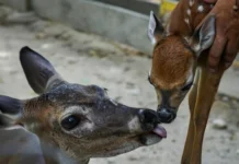 Nace cría de venado cola blanca en zoológico Las Delicias de Maracay Cría de venado