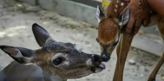 Cría de venado