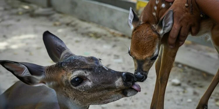 Cría de venado Cría de venado