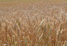 Amenaza de crisis alimentaria mundial