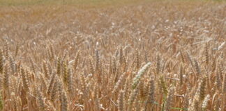Amenaza de crisis alimentaria mundial