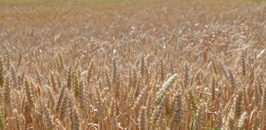 Amenaza de crisis alimentaria mundial