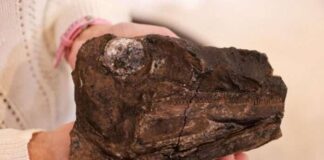 Nuevo fósil vislumbra nuevas investigaciones en Táchira Fósil