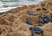 tortugas se reproducen en Venezuela