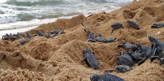 tortugas se reproducen en Venezuela