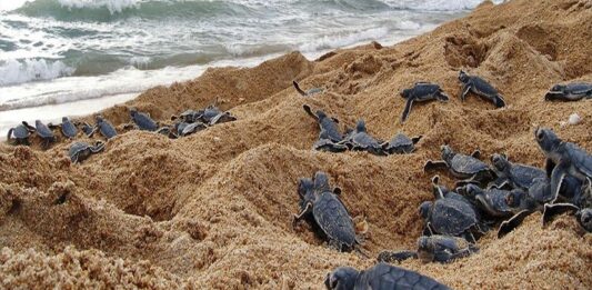 tortugas se reproducen en Venezuela