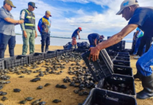 MINEC liberó más de 7 mil 600 tortuguillos arrau y terecay en Bolívar Minec-tortuguillos-Bolívar