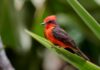 Cardenalito: Especie más amenazada de Venezuela Cardenalito