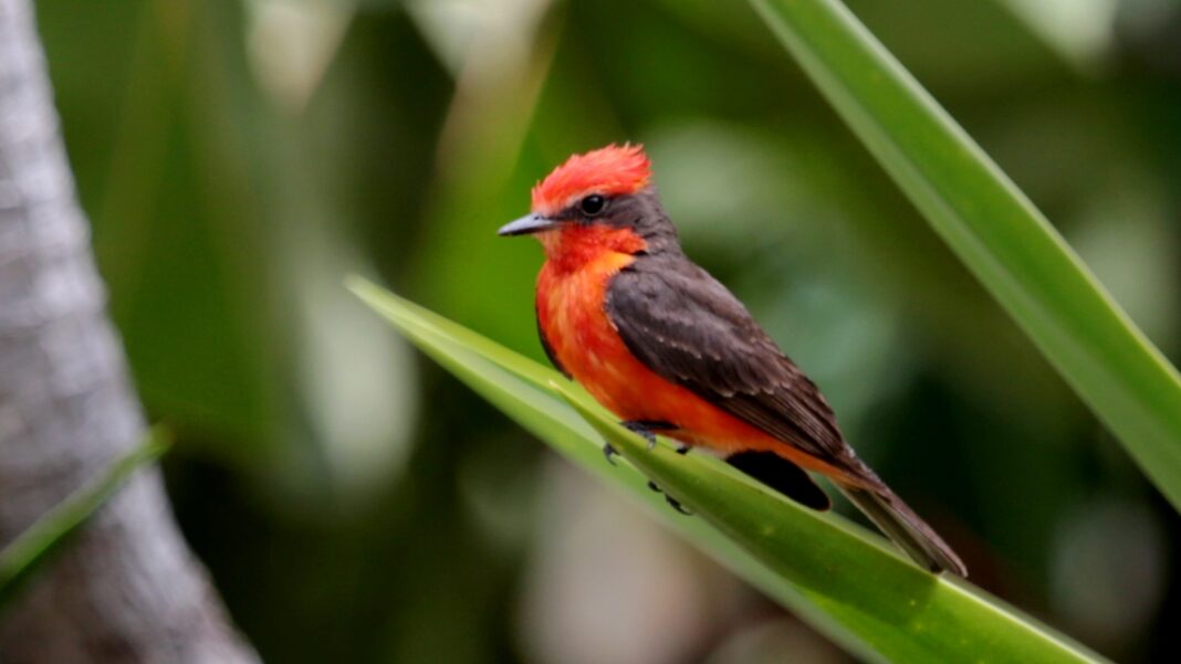 Cardenalito