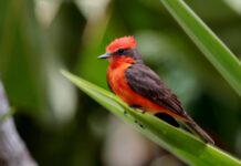 Cardenalito