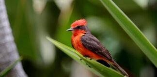 Cardenalito