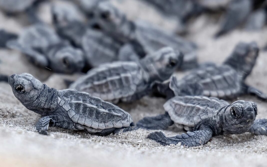 nido de tortuga cardón