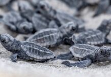nido de tortuga cardón
