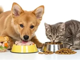Comida casera