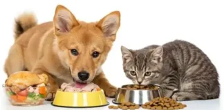 Comida casera