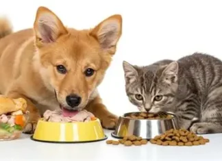 Comida casera