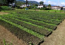 Inicia segunda fase del Plan Nacional de Reforestación Chuquisaca