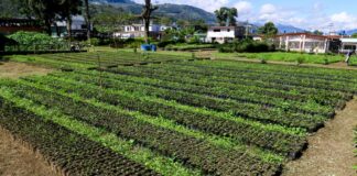 Inicia segunda fase del Plan Nacional de Reforestación Chuquisaca