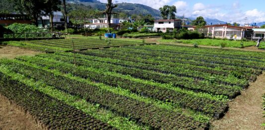 Inicia segunda fase del Plan Nacional de Reforestación Chuquisaca