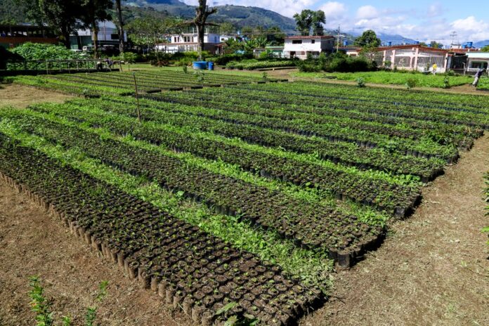 Inicia segunda fase del Plan Nacional de Reforestación Chuquisaca Inicia segunda fase del Plan Nacional de Reforestación Chuquisaca