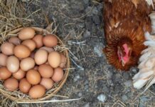 Incremento de producción nacional de huevos y pollo afianza exportaciones