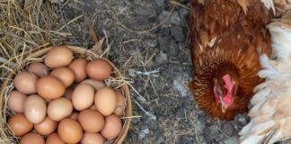 Incremento de producción nacional de huevos y pollo afianza exportaciones