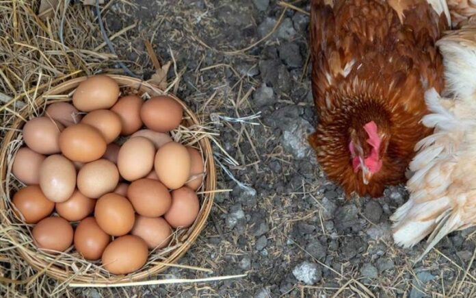 Incremento de producción nacional de huevos y pollo afianza exportaciones Incremento de producción nacional de huevos y pollo afianza exportaciones