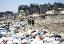 Propagación de roedores agrava la crisis sanitaria en Gaza