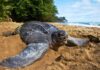 Patanemo: Cuna de las crías de la tortuga más grande del mundo Tortuga más grande del mundo - Cardón