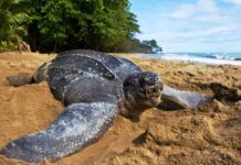 Tortuga más grande del mundo - Cardón