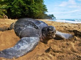 Tortuga más grande del mundo - Cardón