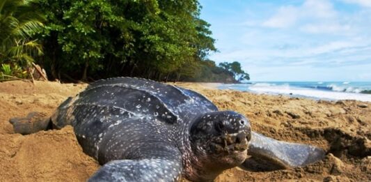 Tortuga más grande del mundo - Cardón