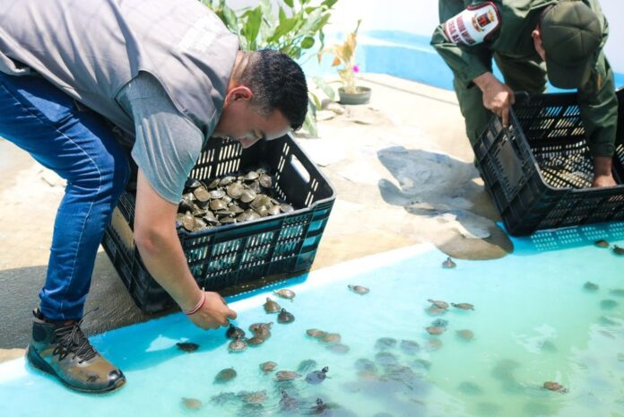 Tortugas y caimanes