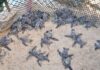 56 tortuguillos