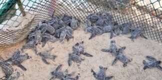 56 tortuguillos