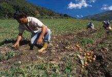 Cavidea y MinComercio en mesa de trabajo para optimizar sector agroalimentario Sostienen mesa de trabajo para optimizar el sector agroalimentario