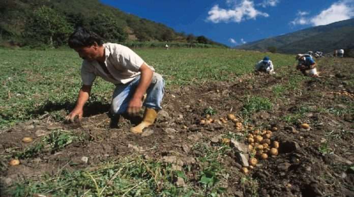 Sostienen mesa de trabajo para optimizar el sector agroalimentario Sostienen mesa de trabajo para optimizar el sector agroalimentario